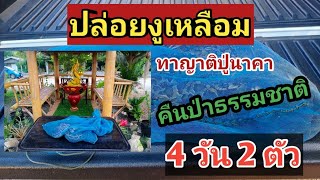 ปล่อยงูเหลือม บริวารปู่นาคา คืนป่าธรรมชาติ 4วัน2ตัว