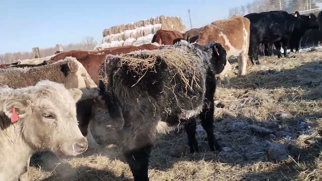 Морозы,обзор хозяйства.