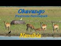 Wildlife in Namibia, Okavango, Sambesi, KAZA, Kavango - Zambesi, Relaxing with African nature sound.