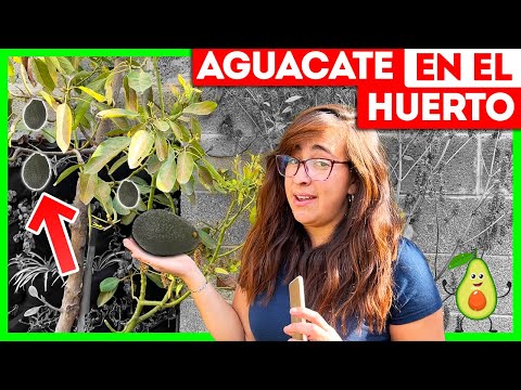 🥑 10 CUIDADOS del AGUACATE en MACETA 🪴 ¿Cómo tener mucha fruta? Los secretos para cuidar un aguacate en maceta como un experto