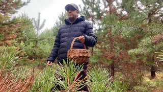 картинка: Грибы в конце октября! Пошли маслята! Корзинка грибов! Грибы 2025