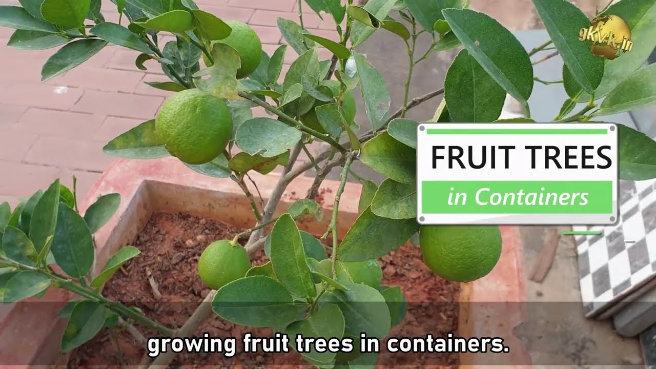 How to Grow Fruit Trees in Containers! — CONNIE AND LUNA