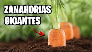 Como Plantar ZANAHORIAS GIGANTES!!  En Cualquier Sitio y Paso a Paso | La Huerta de Ivan