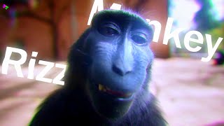 Rizz Monkey (4K EDIT)