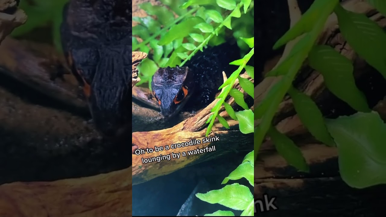 real life dragon caught on camera!