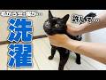 毛から虫•埃…。家族から汚いと言われてしまった黒猫を徹底的に洗います。