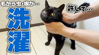 毛から虫•埃…。家族から汚いと言われてしまった黒猫を徹底的に洗います。