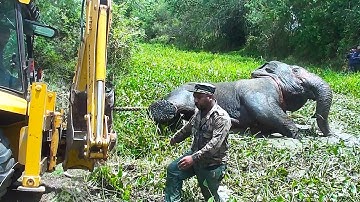 Humans rescues a wild elephant stuck in a swamp | Elephant rescue missions | Wildlife | Animals