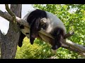 Great Panda | Angry |  Mountain Bear | of Tibet.