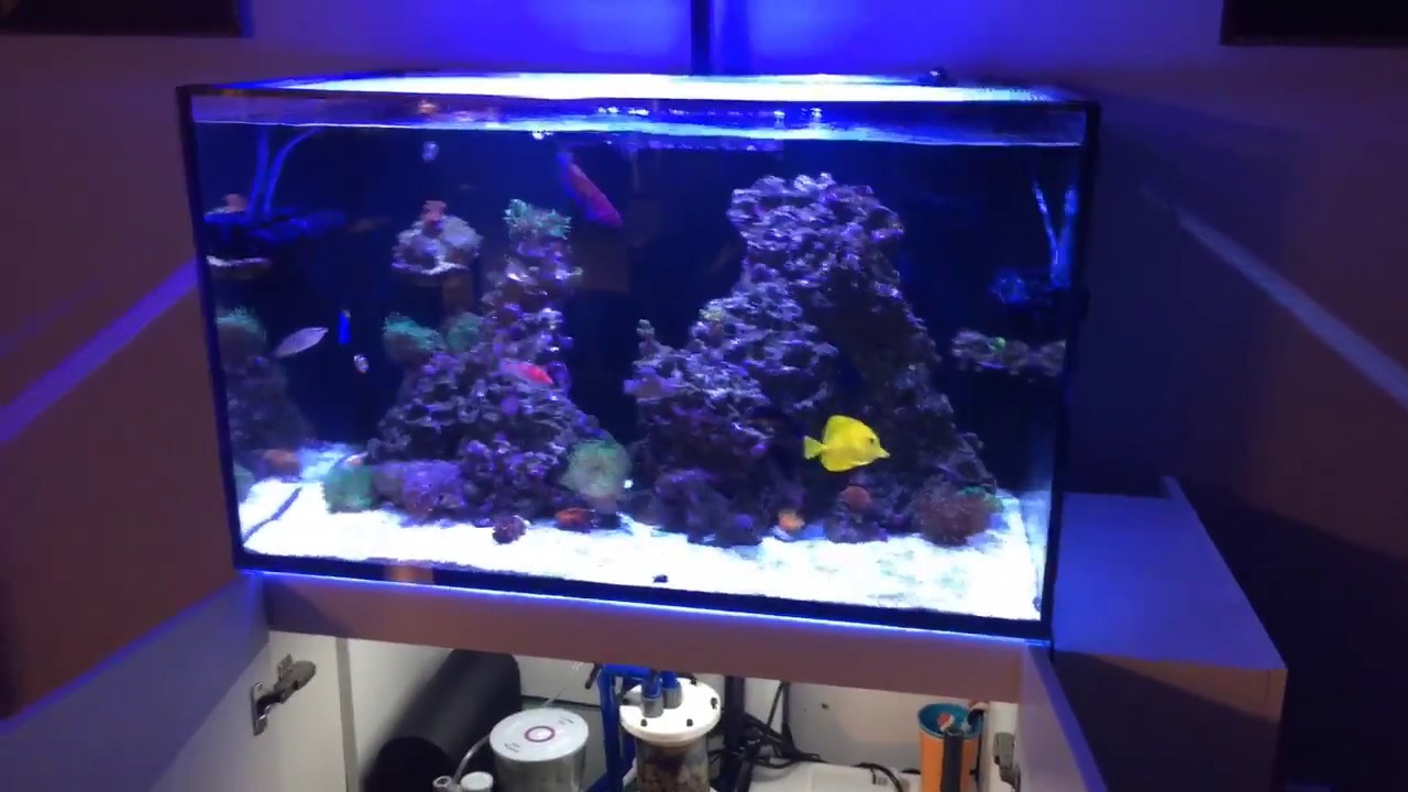 Red Sea Reefer 250 1 Year No Tank Motivation Aka Bored With It Youtube Red Sea Reefer 250 1 Year No Tank Motivation Aka Bored With It Youtube