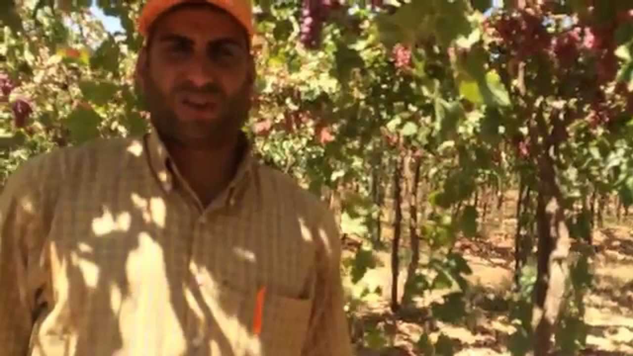 م. أحمد مدين: تسميد العنب (كريمسون سيدلس)