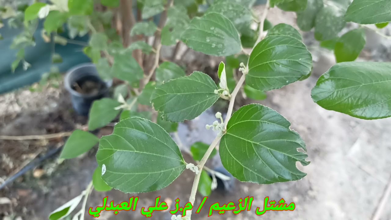 رعاية أشجار السدر خلال فترة التزهير و فترة ما بعد العقد