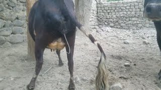 Black bull cow  part 2 || Animals Earth ||