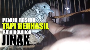 Cara Menjinakkan Perkutut Giras jitu 100%   Wajib Di Tonton