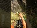 Getting bigger and the home owner start to affraid of fallen tree someday. Durian tree cutting.