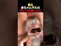 眠る赤ちゃんザルのほっぺを押したら