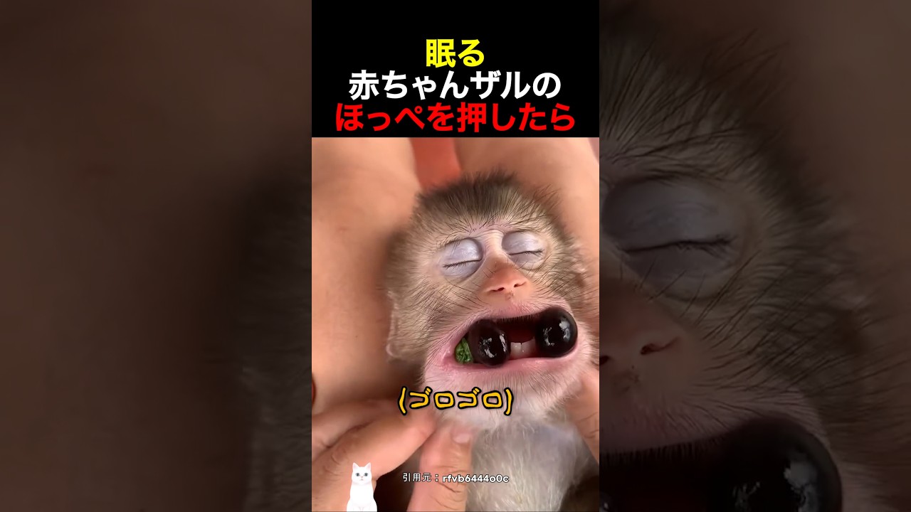 眠る赤ちゃんザルのほっぺを押したら