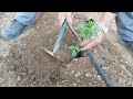 plantando tomateras