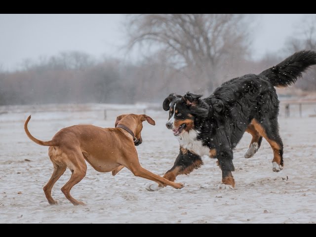 artesian ridgeback