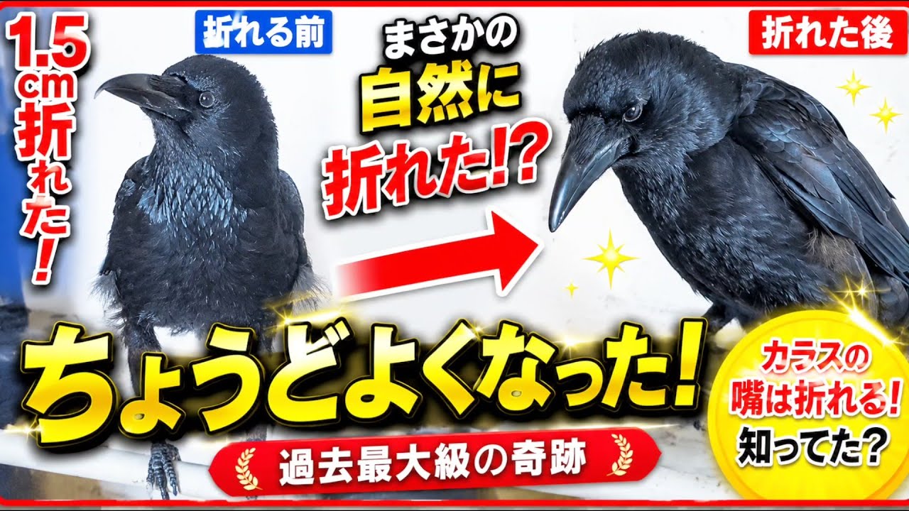 くちばし折れる】過去最大級のカラスの嘴が折れました。20260601