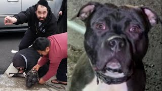 Pit Bull Attacked A 1-Year-Old In Jewish Community