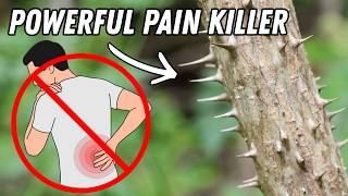 Old Cherokee Remedy for Arthritis(Actually Works!)
