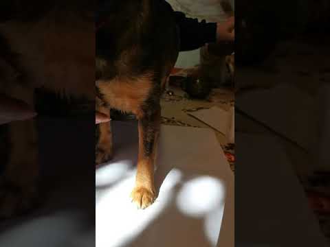 Как измерить лапу для обуви собаке
