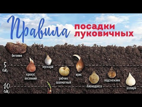 Правила посадки луковичных. На какую глубину сажать?