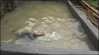 experimen:ikan sekilo vs dua ekor otter #otter #berang-berang