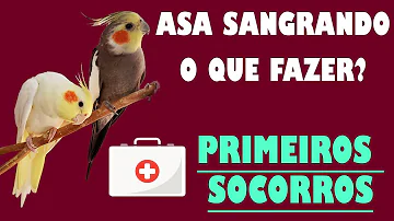 O que fazer se a calopsita machuca a asa?
