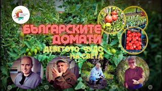 видео: Най-вкусните и качествени домати на света-деветото чудо на Планетата. Българските домати. Вкусете ги картинка: Най-вкусните и качествени домати на света-деветото чудо на Планетата. Българските домати. Вкусете ги