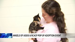 Angels of Assisi and RCACP hold pop-up adoption events