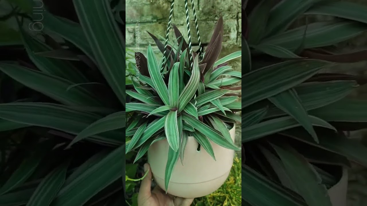 low maintenance plant Rheo , boat lily plant 