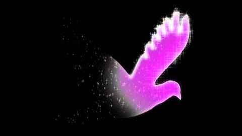 Birds-of-Paradise Project,after effects background hd - Looping , Free video download