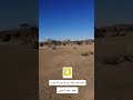 ربيع جنوب القصيم