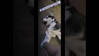 This is Duke had his 3 modes of life #nimistim #warshackduke #huskies #puppies
