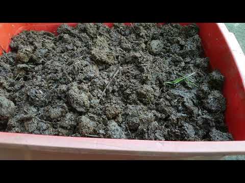 Video: Kompos Melarikan Cacing - Cara Melarikan Diri daripada Tong Cacing