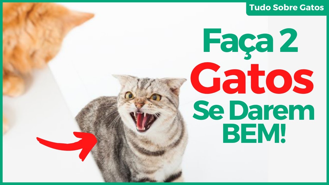 5 Dicas Fáceis de Como Fazer Dois Gatos se Darem Bem (se acostumarem