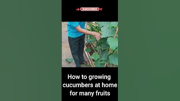 How to growing cucumbers at home for many fruits. #shorts #shortvideo #diy #garden