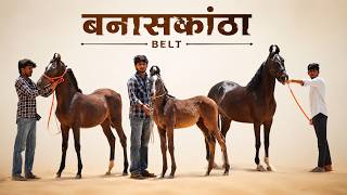 बनासकांठा घोड़ो के व्यापारी -हमेशा रखते है अच्छे अश्व