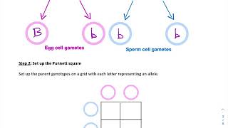 Probability and Genetics Worksheet 2