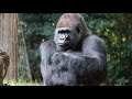 Gorillas: The Gentle Giants of the Jungle | Mind-Blowing Facts, Strength, and Survival