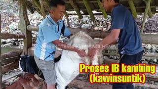 PROSES IB PADA KAMBING(suntik kawin)