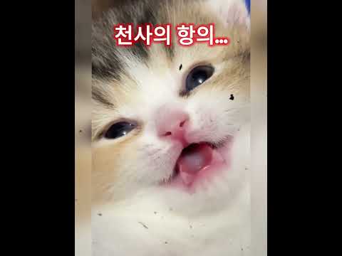 ※시청 주의! 심장이 버티지 못할 귀여움입니다. #고양이 #아기고양이 #냥스타그램 #힐링영상 #귀여워 #집사소통 #추천 #fyp #catstagram #kitten