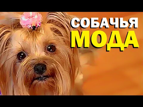 Видео: Собачья мода