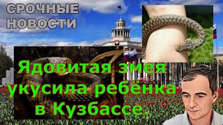 Ядовитая змея укусила ребёнка в Кузбассе.