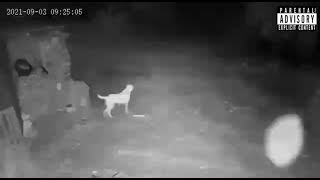 Wolves Attack Farmer’s Dog / الذئاب تهاجم كلب المزارع screenshot 3