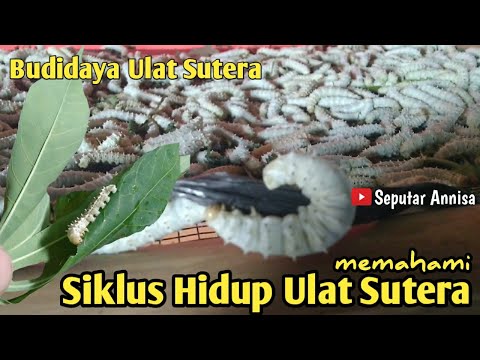 Budidaya Ulat Sutera || Siklus Hidup Ulat Sutera...