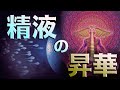 【解明】なぜヨーガや仏教では禁欲を推すのか_【精液の昇華】