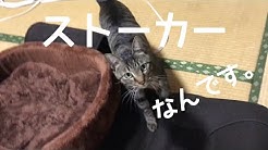 おしゃべり猫 まる君 Youtube